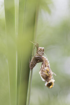 Schlupf der Vierflecklibelle