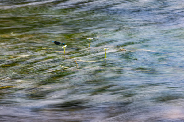 Gebänderte Prachtlibelle, Libelle, Naturfotografie, Sebastian Vogel