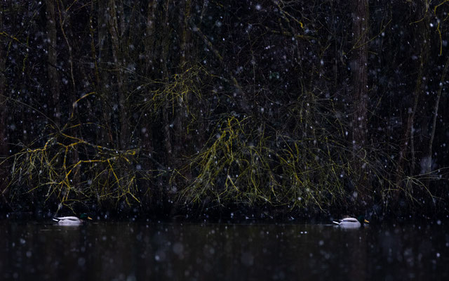 Stockente, vogelfotografie, Winter