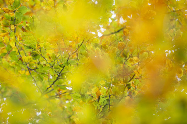 Herbstliches Blätterdach