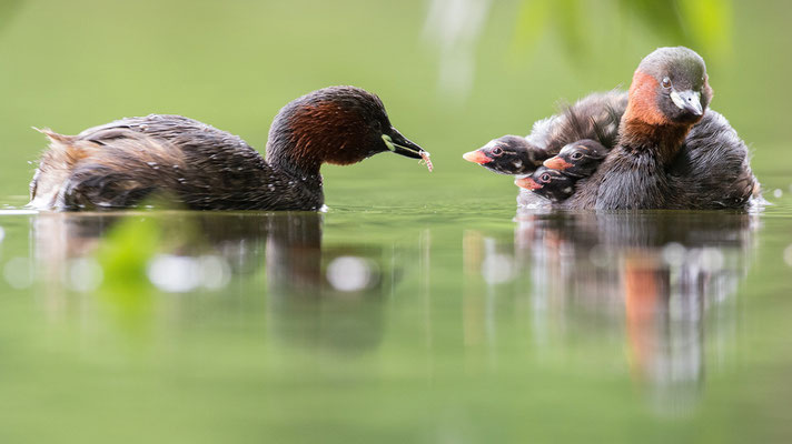 Zwergtaucher beim füttern