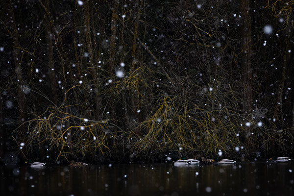 Stockente, naturfotografie, Vogelfotografie