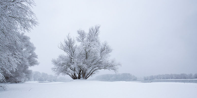 Rheinauen im Schnee