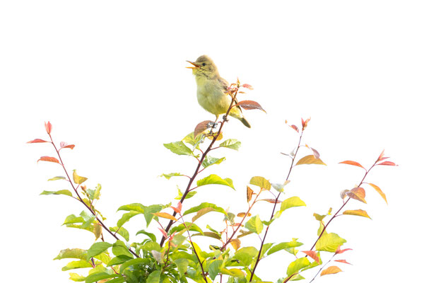 high-key, naturfotografie, vogelfotografie, Sebastian Vogel