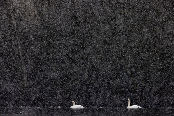Schwan, naturfotografie, Vogelfotografie
