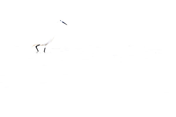 high-key, naturfotografie, vogelfotografie, Sebastian Vogel