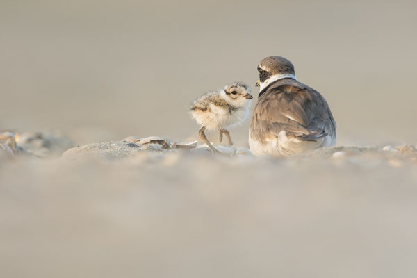 Sandregenpfeifer mit Nachwuchs