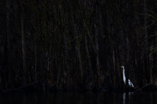Silberreiher, naturfotografie, Vogelfotografie