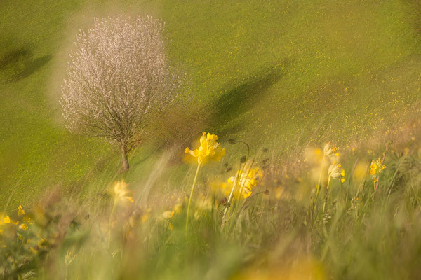 Frühling