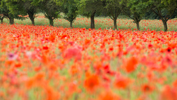 Mohn