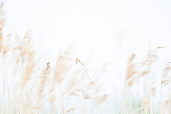 high-key, naturfotografie, vogelfotografie, Sebastian Vogel