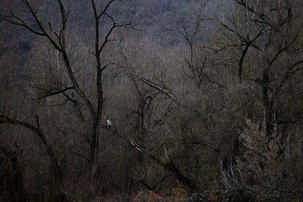 Graureiher, Mittelrhein, Vogelfotografie