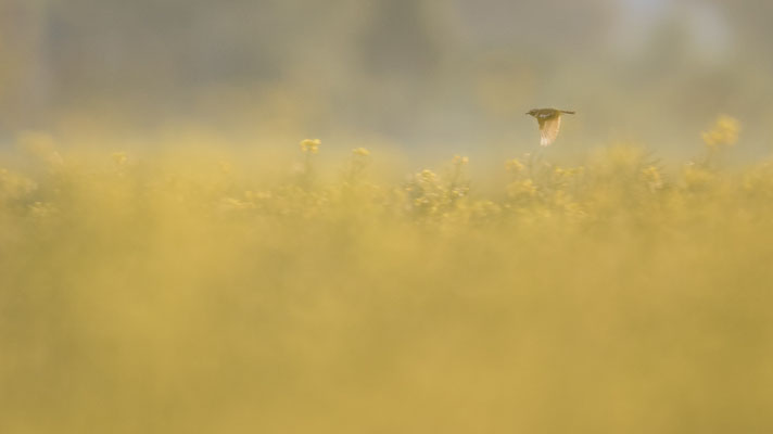 Braunkehlchen