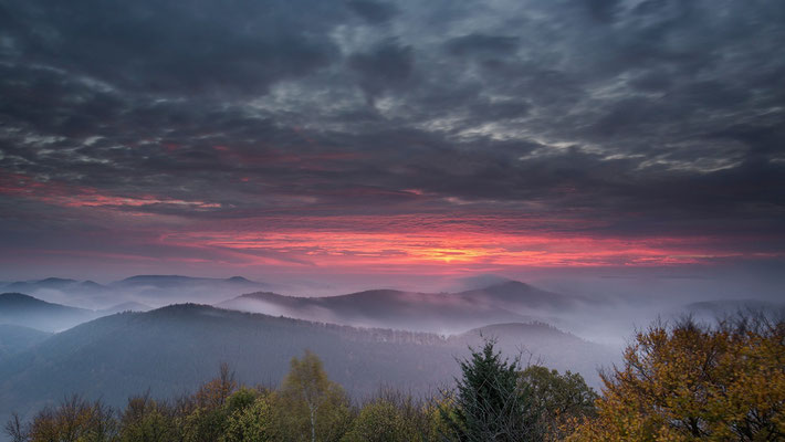 Pfälzerwald