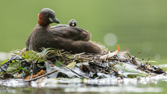 Zwergtaucher mit Nachwuchs