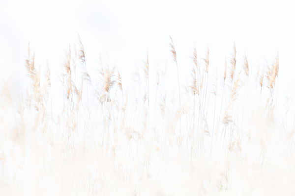 high-key, naturfotografie, vogelfotografie, Sebastian Vogel