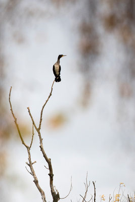 Kormoran