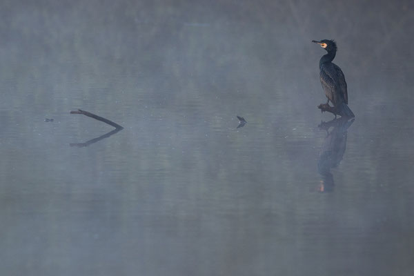 Kormoran