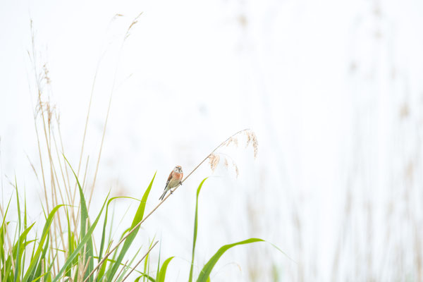 high-key, naturfotografie, vogelfotografie, Sebastian Vogel