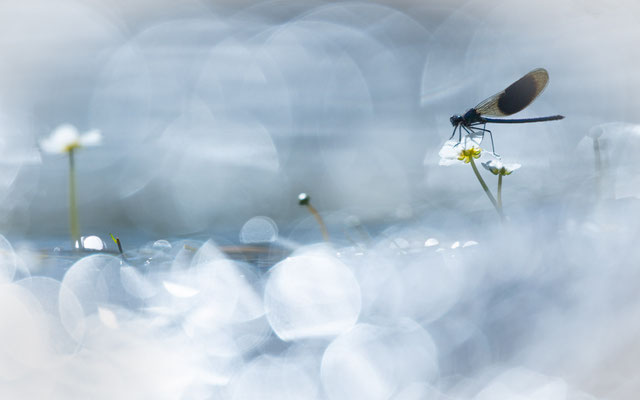 Gebänderte Prachtlibelle, Libelle, Naturfotografie, Sebastian Vogel