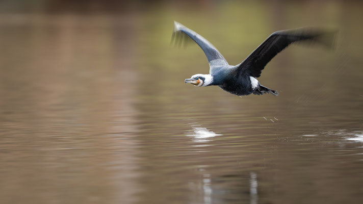 Kormoran