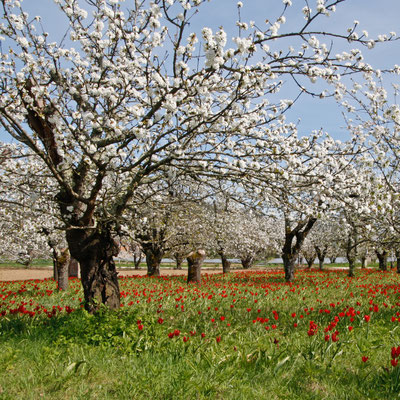 Le verger à tulipes