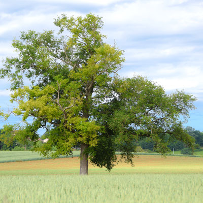 La Petite Ramière