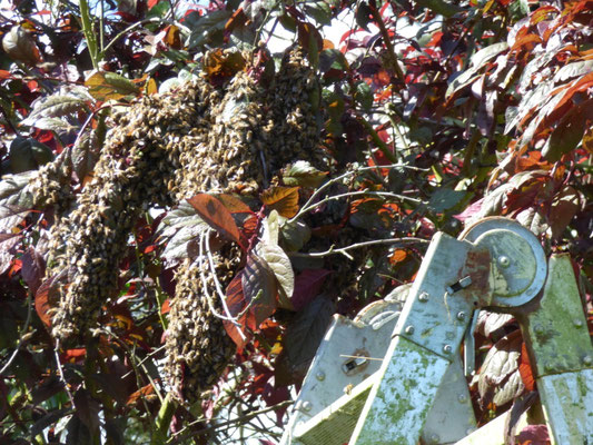 Kompletter Bienenschwarm in einer Traube.