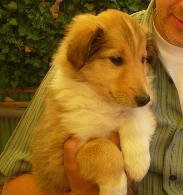 Brisco (Rusty) im Alter von 8 Wochen