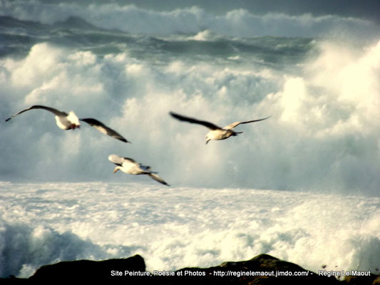 Landunvez (29) Tempête du 8 février 2016 photo RLM 2016