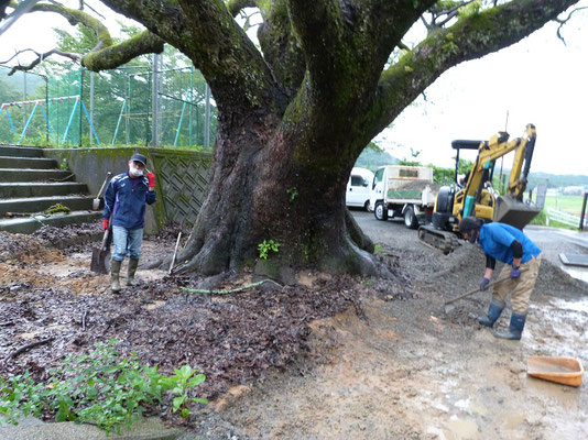 根を傷めないよう砂利と流れ込んだ土を撤去するプロジェクトメンバー