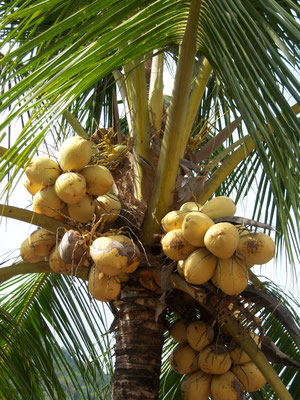 Gold Coconuts