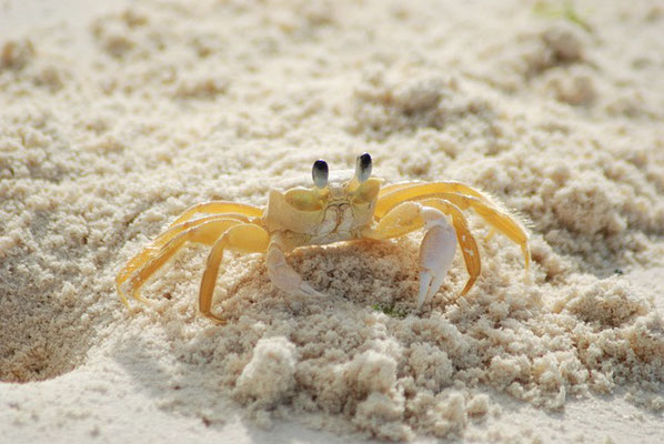 Ghost Crab