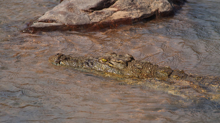Crocodile ; Epupa ; Namibie