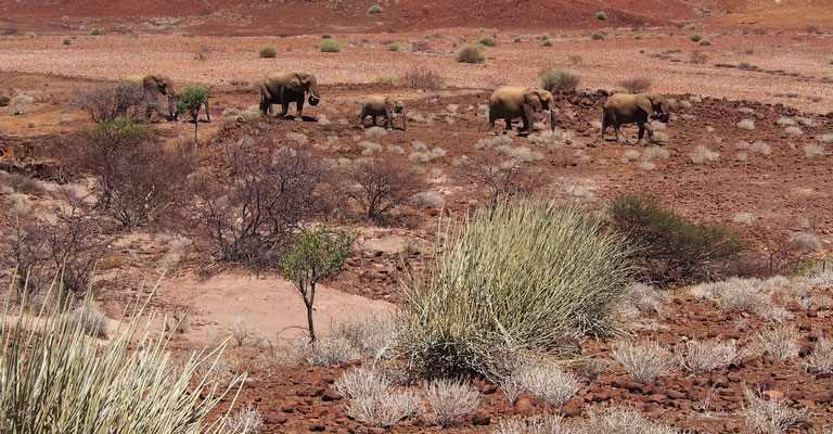 Eléphants du désert entre Ugab et Huab ; Damaraland ; Namibie