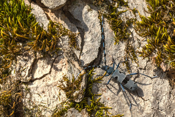 Alpine longhorn beetle - Rosalia alpina (Linnaeus, 1758) [105 mm / f16 / ISO 160 / 1/160 sec.]