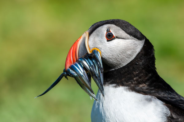 puffin - Fratercula arctica (Linnaeus, 1758) [480 mm / f5.6 / ISO 800 / 1/4000 sec.]