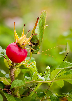 great green bush cricket vs. praying mantis [105 mm / f 8 / ISO 2000 / 1/250 sec. / stack of 22 pictures]