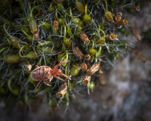 velvet mite - Trombidium holosericeum (Linnaeus, 1758) [105 mm / f11 / ISO 800 / 1/640 sec.]