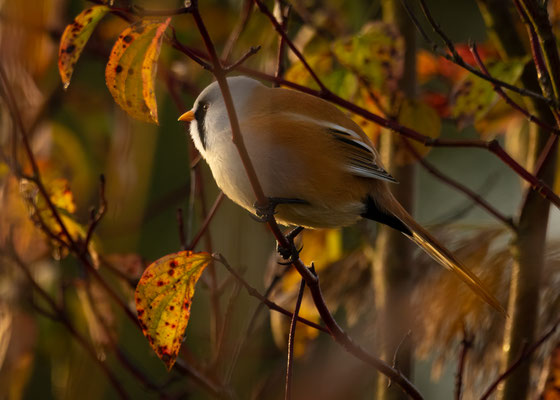 bearded reedling - Panurus biarmicus (Linnaeus, 1758) [450 mm / f8 / ISO 500 / 1/400 sec.]