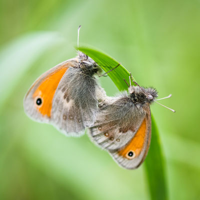 small heath butterfly - Coenonympha pamphilus (Linnaeus, 1758) [105 mm / f5 / ISO 200 / 1/640 sec.]