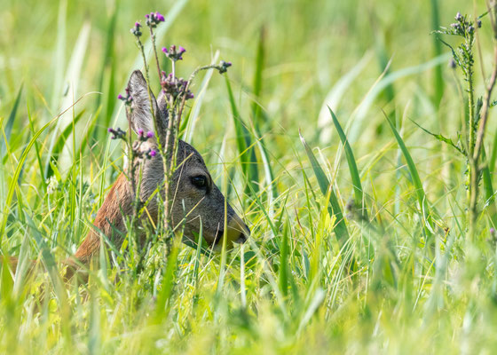 deer with a flower crown - Capreolus capreolus (Linnaeus, 1758) [550 mm / f8 / ISO 900 / 1/640 sec.]