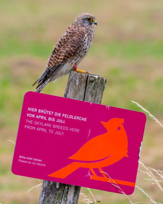 kestrel - Falco tinnunculus Linnaeus, 1758 [350 mm / f8 / ISO 100 / 1/160 sec.]