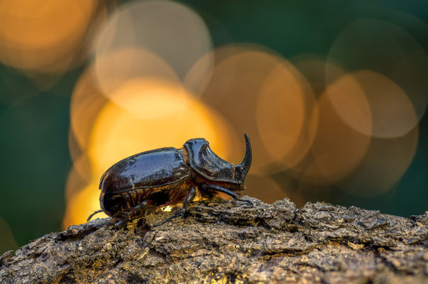 Europaen rhinoceros beetle ♂ - Oryctes nasicornis (Linnaeus, 1758) [100 mm / f3.8 / ISO 64 / 1/13 sec. / stack of 47 pictures]