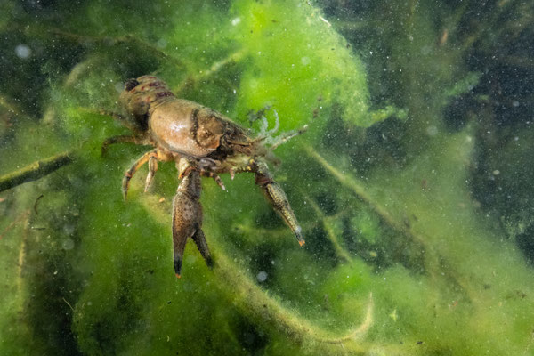 spinycheek crayfish - Faxonius limosus (Rafinesque, 1817) [30 mm / f7.1 / ISO 1600 / 1/320 sec.]