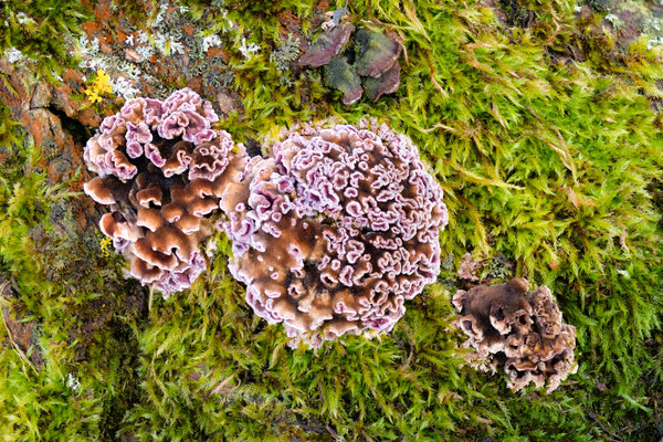 purple silverleaf - Chondrostereum purpureum (Pers. : Fr.) Pouzar [105 mm / f4 / ISO 64 / 1/60 sec. / stack of 100 pictures]