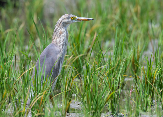 Bacchusreiher - Ardeola bacchus (Bonaparte, 1855) [600 mm / f8 / ISO 283 / 1/500 Sek.]