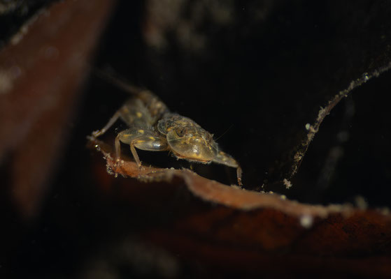 mayfly larvae [105 mm / f8 / ISO 500 / 1/400 sec.]