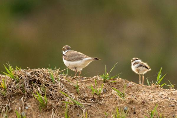 little ringed plover - Charadrius dubius Scopoli, 1786 [600 mm / f6.3 / ISO 500 / 1/400 sec.]
