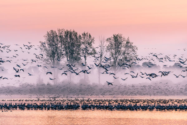 Awakening of the cranes [200 mm / f5.3 / ISO 1000 / 1/80 sec.] 
